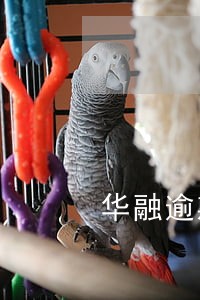华融逾期4天 华融逾期4天