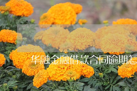 华融金融借款合同逾期怎么办 华融金融借款合同逾期怎么办