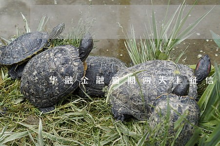 华融金融逾期两天上征信吗 华融金融逾期两天上征信吗
