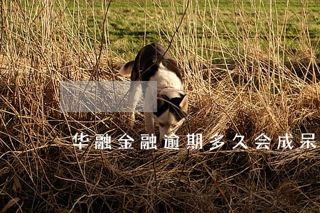 华融金融逾期多久会成呆账 华融金融逾期多久会成呆账