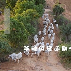 华融闪贷逾期5天 华融闪贷逾期5天