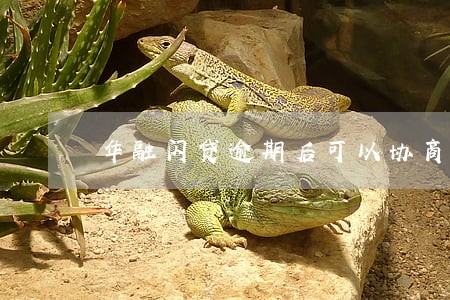 华融闪贷逾期后可以协商分期吗 华融闪贷逾期后可以协商分期吗