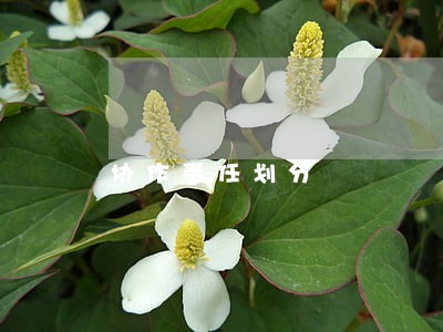 协作责任划分