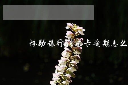 协助银行信用卡逾期怎么处理
