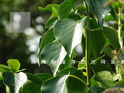 协商解除劳动合同法条 协商解除劳动合同法条
