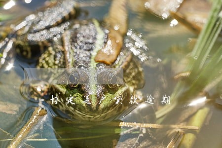 协定过户贷款逾期 协定过户贷款逾期