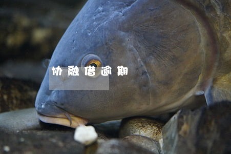 协融借逾期 协融借逾期