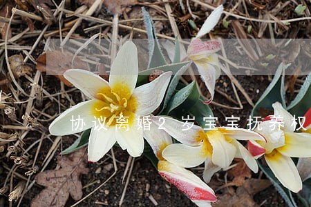 协议离婚2岁宝宝抚养权 协议离婚2岁宝宝抚养权