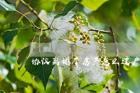 协议离婚了房产怎么过户 协议离婚了房产怎么过户