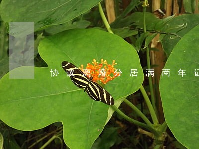 协议离婚分居满两年证明 协议离婚分居满两年证明