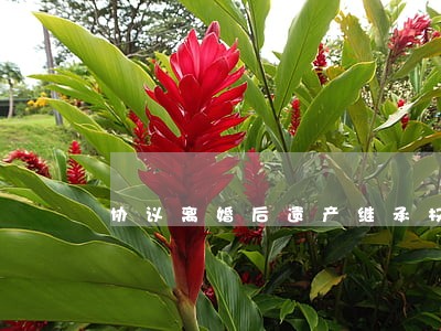 协议离婚后遗产继承权 协议离婚后遗产继承权
