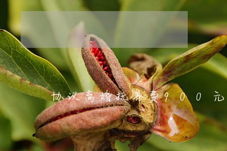 协议离婚抚养费900元 协议离婚抚养费900元