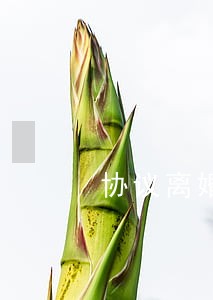 协议离婚没房子能分户吗 协议离婚没房子能分户吗