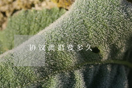 协议离婚要多久 协议离婚要多久