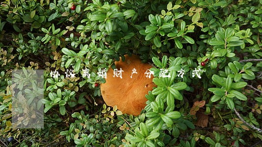 协议离婚财产分配方式
