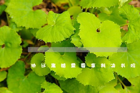 协议离婚需要拿判决书吗 协议离婚需要拿判决书吗