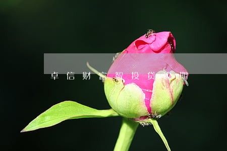 卓信财富智投贷逾期 卓信财富智投贷逾期
