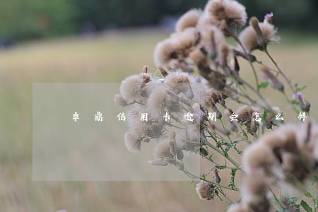 卓鼎信用卡逾期会怎么样 卓鼎信用卡逾期会怎么样