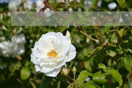 单位不发给我是否违法 单位不发给我是否违法