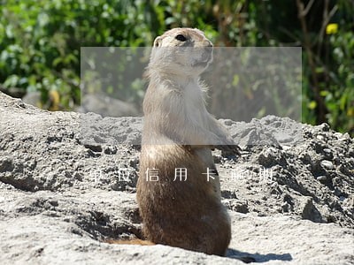 单位信用卡逾期 单位信用卡逾期