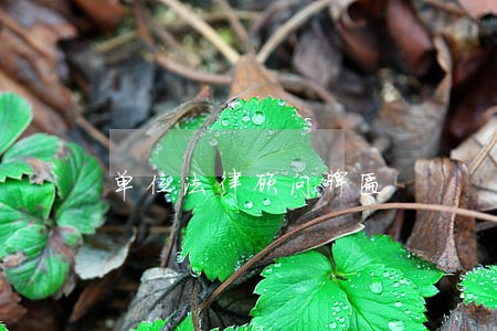 单位法律顾问牌匾 单位法律顾问牌匾