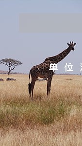 单位法律顾问聘用合同书 单位法律顾问聘用合同书
