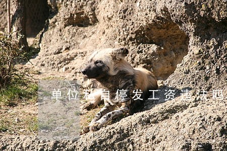 单位私自停发工资违法吗 单位私自停发工资违法吗