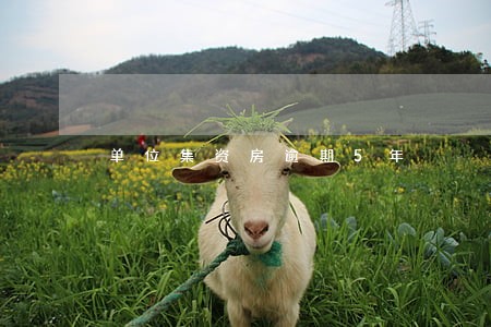 单位集资房逾期5年 单位集资房逾期5年