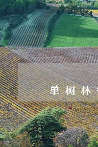 单树林律师 单树林律师