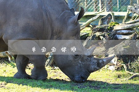 单莹莹律师 单莹莹律师