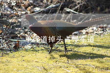 单行道掉头占慢车道 单行道掉头占慢车道