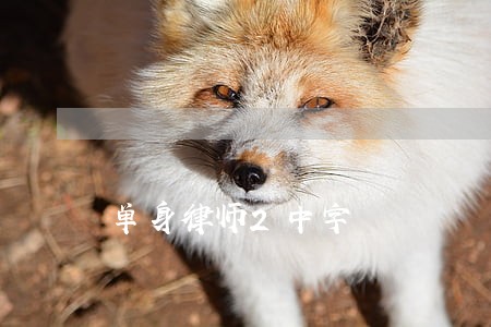 单身律师2中字 单身律师2中字