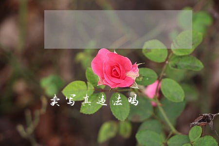 卖写真违法吗 卖写真违法吗