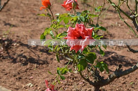卖多少条信息属于违法 卖多少条信息属于违法