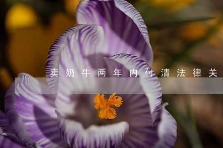 卖奶牛两年内付清法律关系 卖奶牛两年内付清法律关系