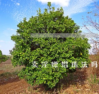 卖淫嫖娼违法吗