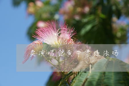 卖演唱会黄牛票违法吗 卖演唱会黄牛票违法吗