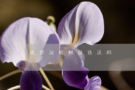 卖罗汉松树苗违法吗