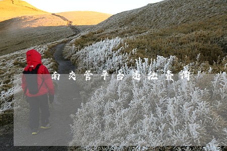 南交管平台违法查询