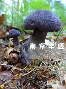 南京丰盛理财逾期 南京丰盛理财逾期