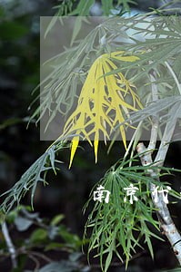 南京代理离婚律师谁厉害 南京代理离婚律师谁厉害