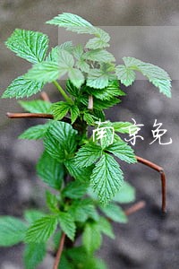 南京免费法律咨询法帮网 南京免费法律咨询法帮网