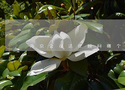南京公司法律顾问哪个好 南京公司法律顾问哪个好