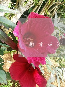 南京公证合同找律师在线 南京公证合同找律师在线