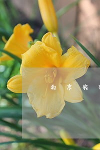 南京农村文化产业律师
