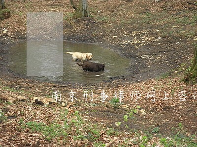 南京刑事律师网上咨询 南京刑事律师网上咨询