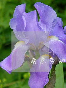 南京劳动纠纷律师咨询 南京劳动纠纷律师咨询