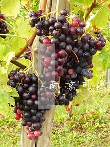 南京司法伤残鉴定