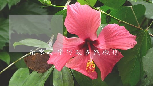 南京司法行政在线微信 南京司法行政在线微信