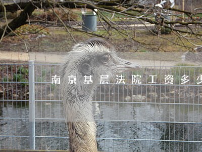南京基层法院工资多少